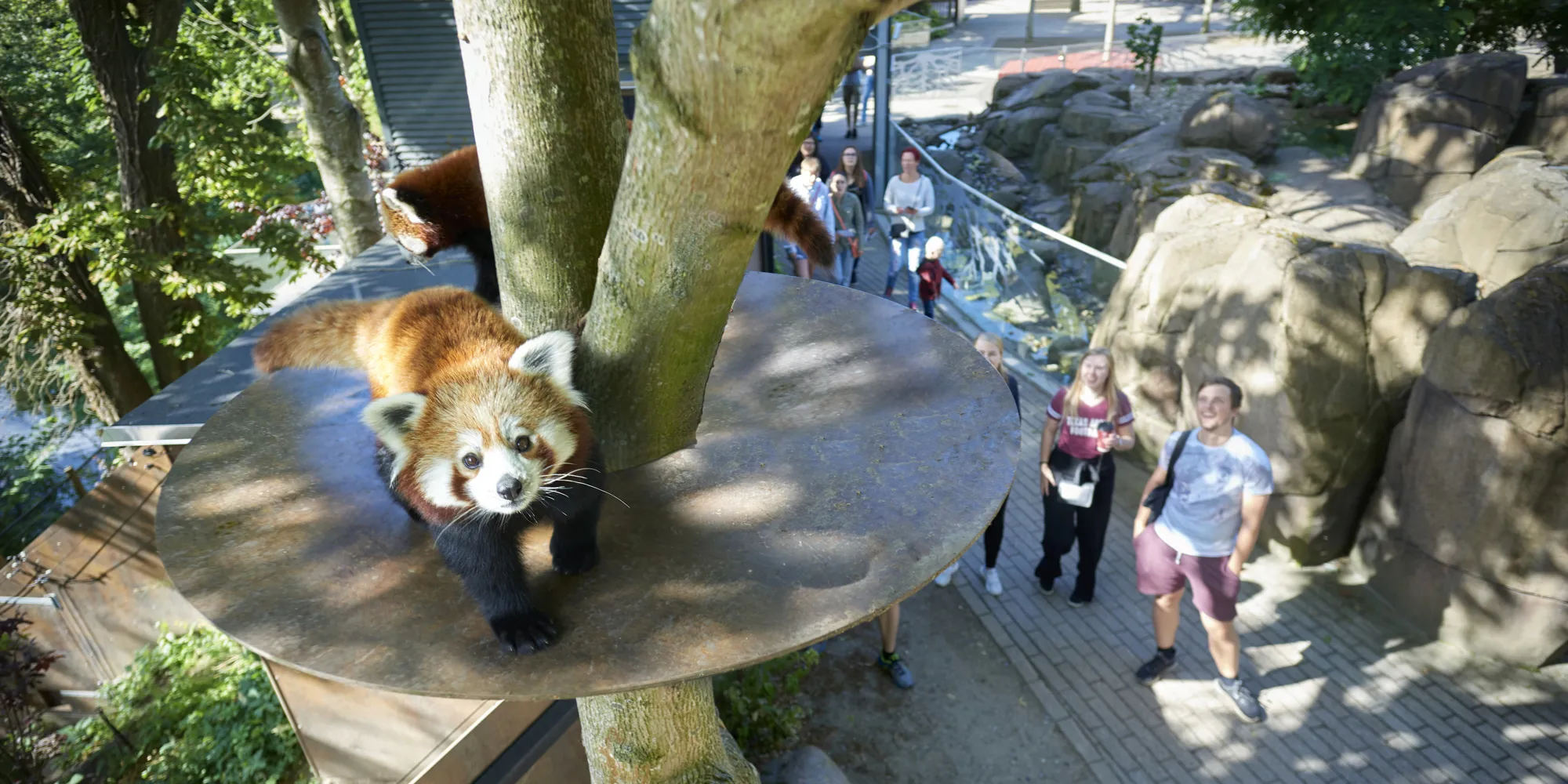 gaester-kigger-paa-roed-panda-i-odense-zoo