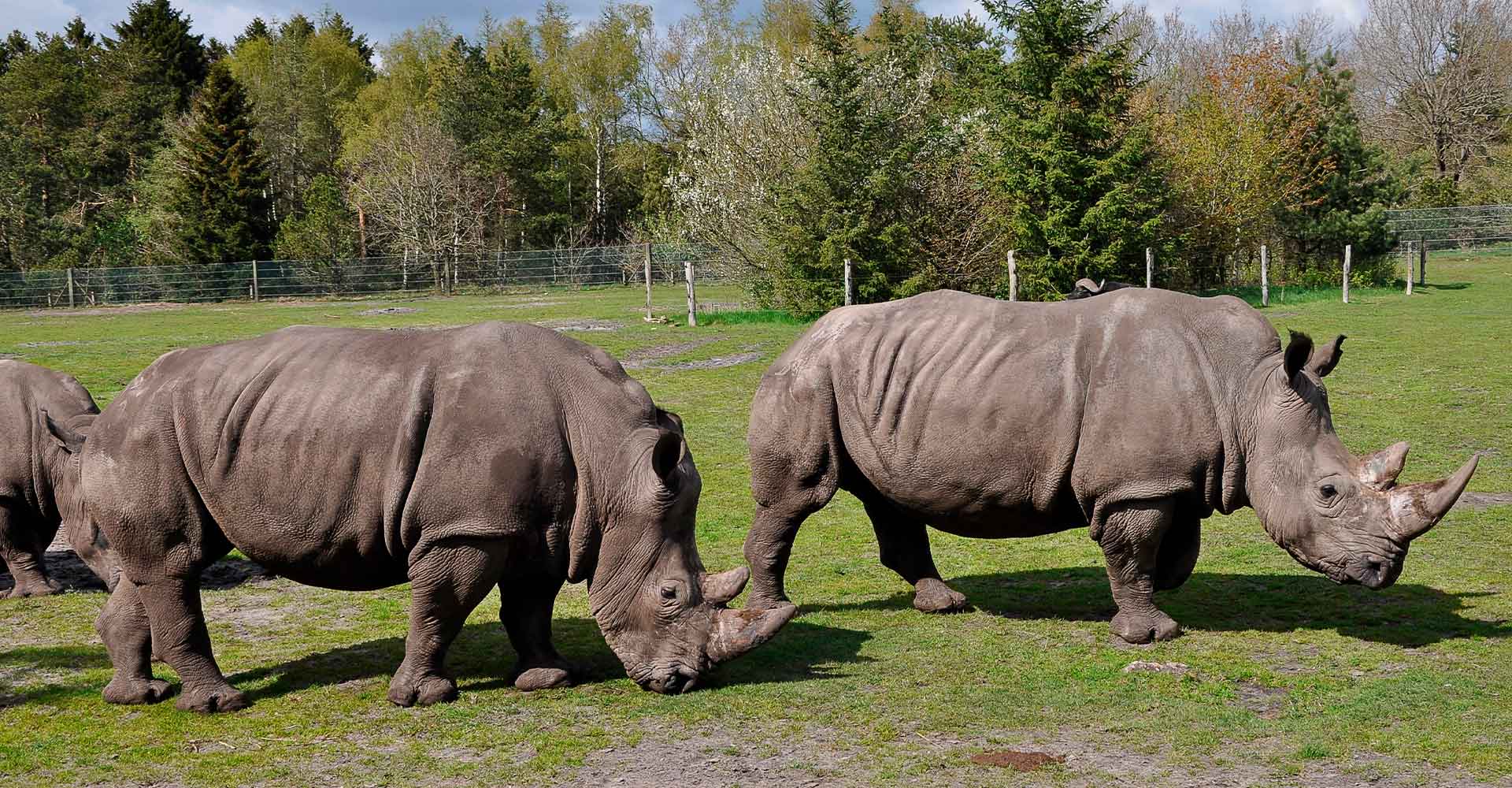 givskud zoo